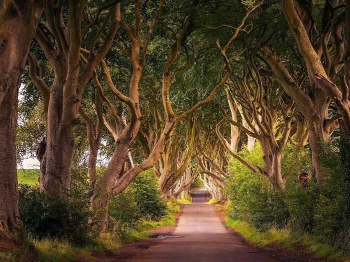 con đường Dark Hedges, một đại lộ cây sồi tuyệt đẹp ở Bắc Ireland