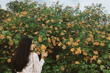 Những điểm ngắm hoa dã quỳ ở Đắk Lắk đẹp mê mẩn khiến hội sống ảo cuồng chân