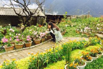 Vườn hoa Hmông Sapa – một không gian tràn ngập sự ngọt ngào, tươi thắm