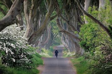 Đi dạo trên con đường Dark Hedges đầy mê hoặc và kỳ bí ở Bắc Ireland