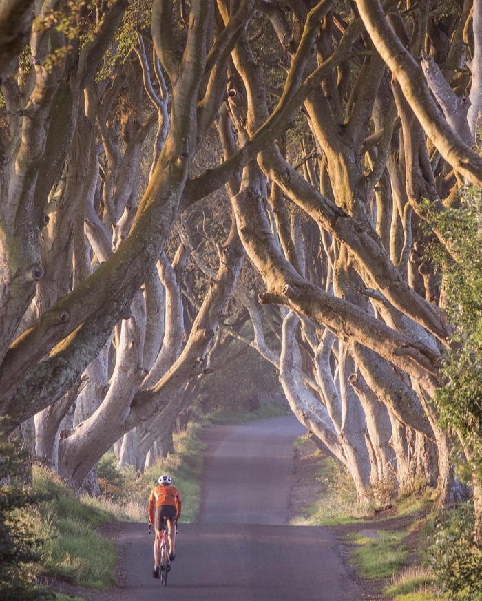 Những cái cây trên con đường Dark Hedges là lời nhắc nhở về vẻ đẹp và lịch sử của Bắc Ireland.