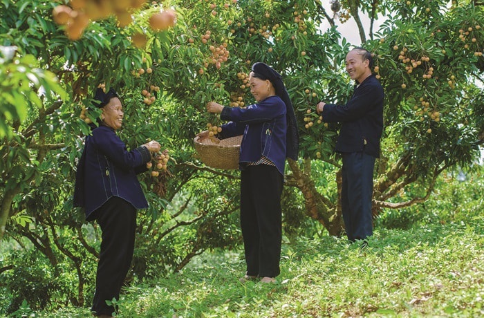 làng cổ Bắc Hoa Lục Ngạn Bắc Giang - tham quan