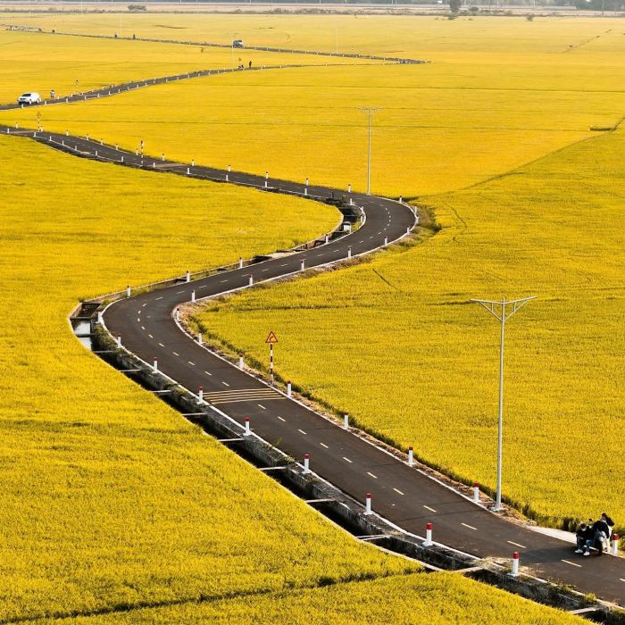 khung cảnh  Cánh đồng lúa An Nhứt 