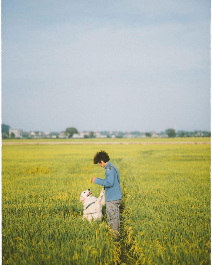 khung cảnh  Cánh đồng lúa An Nhứt 