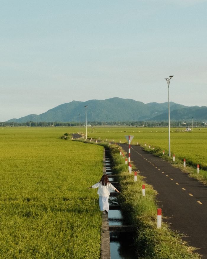 Cánh đồng lúa An Nhứt 