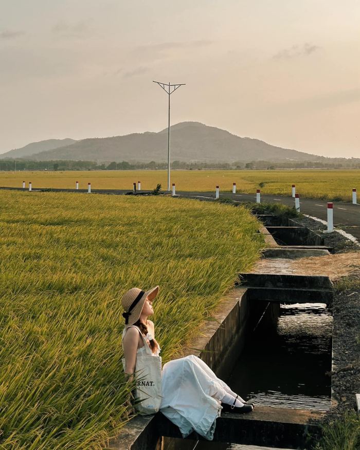 du lịch Cánh đồng lúa An Nhứt 