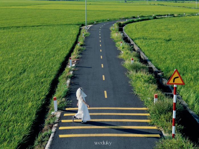 khung cảnh  Cánh đồng lúa An Nhứt 