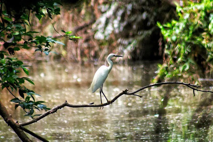 Khám phá Vườn chim Cà Mau - Dễ dàng bắt gặp