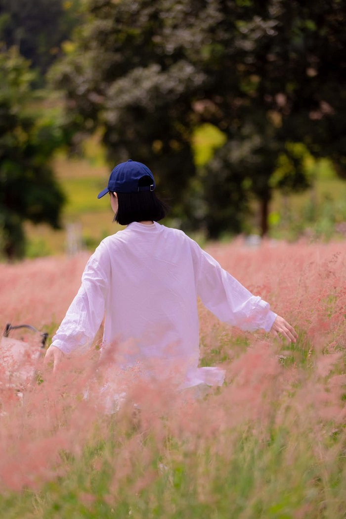 Đồi cỏ hồng Ichiban Hills Mộc Châu ở đâu?