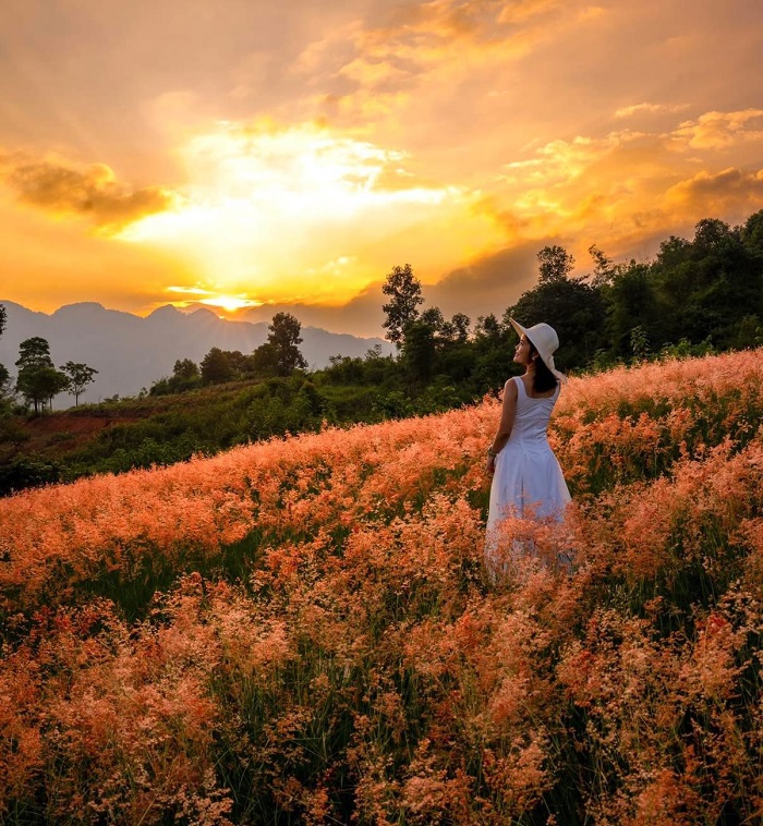 Lưu ý khi khám phá đồi cỏ hồng Ichiban Hills Mộc Châu