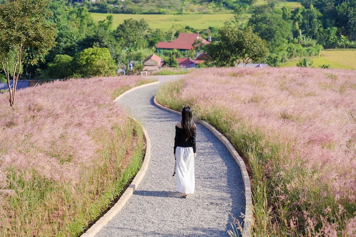 Đồi cỏ hồng Ichiban Hills Mộc Châu có diện tích rộng lớn