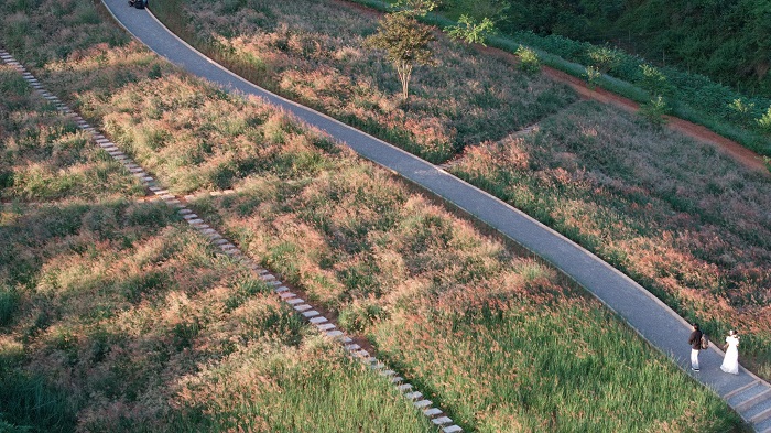 Đồi cỏ hồng Ichiban Hills Mộc Châu từ trên cao nhìn xuống