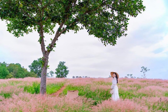 Lưu ý khi khám phá đồi cỏ hồng Ichiban Hills Mộc Châu