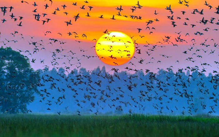 Khám phá Vườn chim Cà Mau - Ngắm hoàng hôn