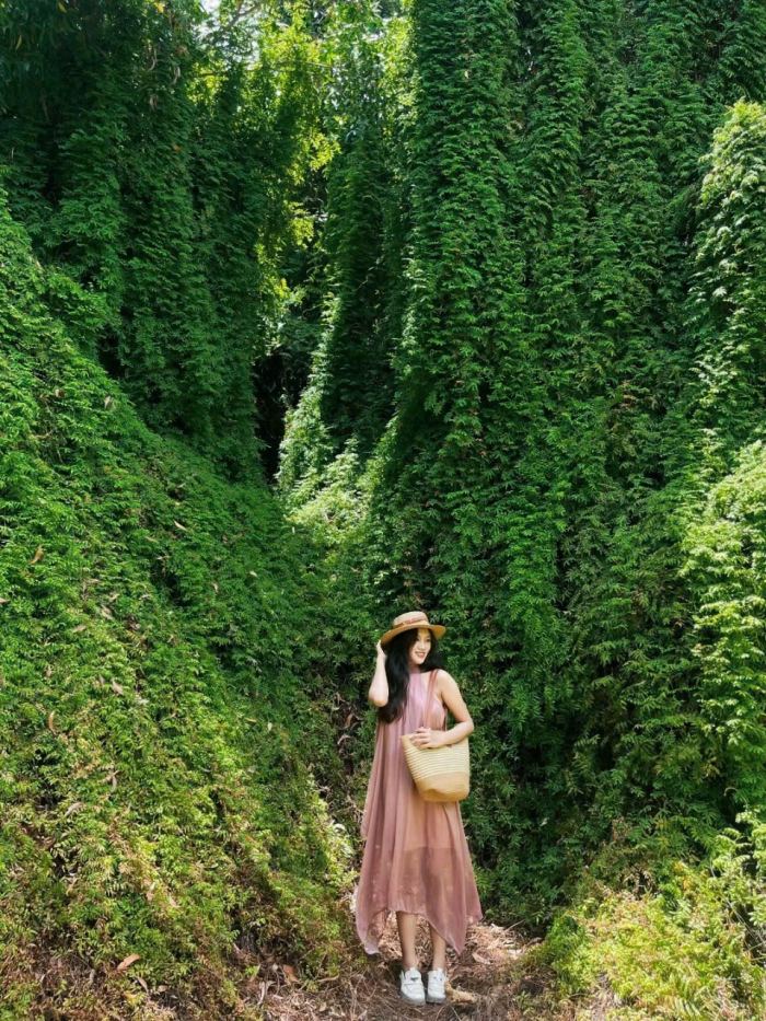 rừng tràm Cam Lâm khung cảnh