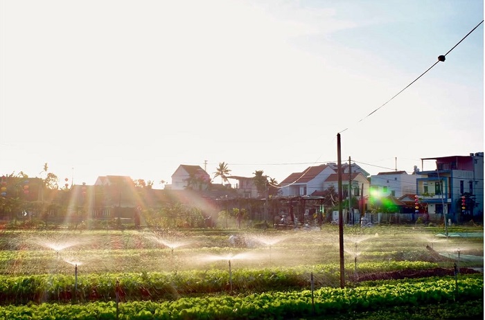 Trà Quế là làng du lịch tốt nhất thế giới của Việt Nam mang vẻ đẹp yên bình