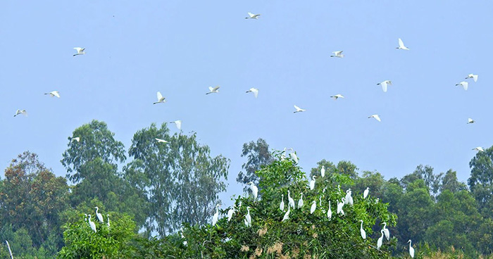 Khám phá Vườn chim Cà Mau - Môi trường tự nhiên 