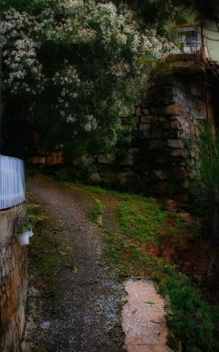 vẻ đẹp hoa dã quỳ trắng Đà Lạt 