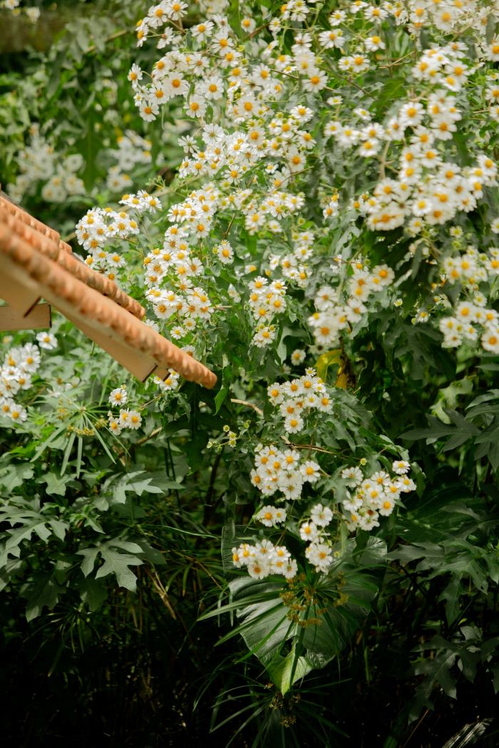 Mùa hoa dã quỳ trắng Đà Lạt tháng mấy