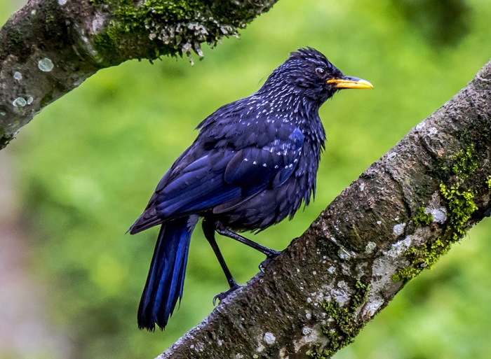 Ngắm chim là việc cần làm ở hồ Tsomgo Ấn Độ 