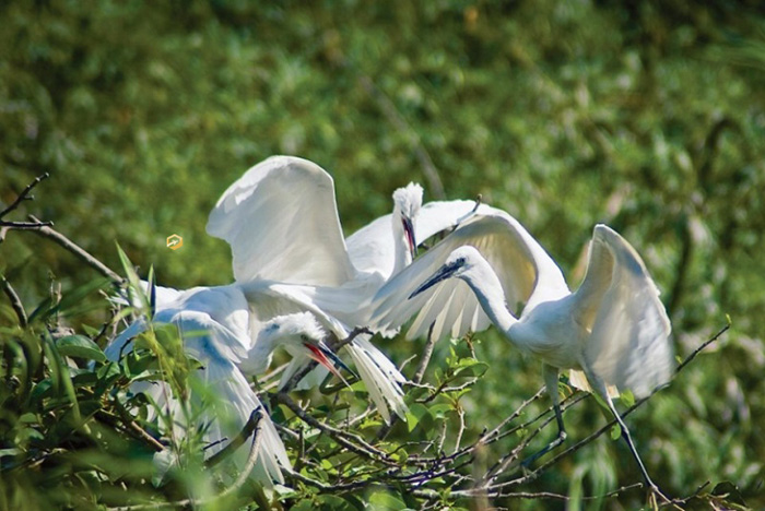 Khám phá Vườn chim Cà Mau - Ngôi nhà của chim cò 