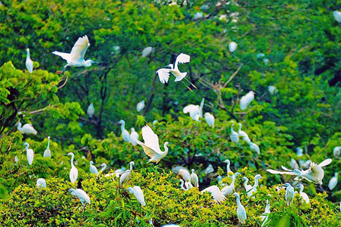 Khám phá Vườn chim Cà Mau - Nơi cư trú của nhiều loài chim