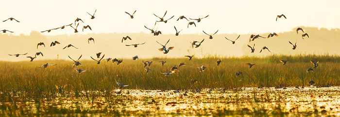 Khám phá Vườn chim Cà Mau - Nơi đất lành chim đậu