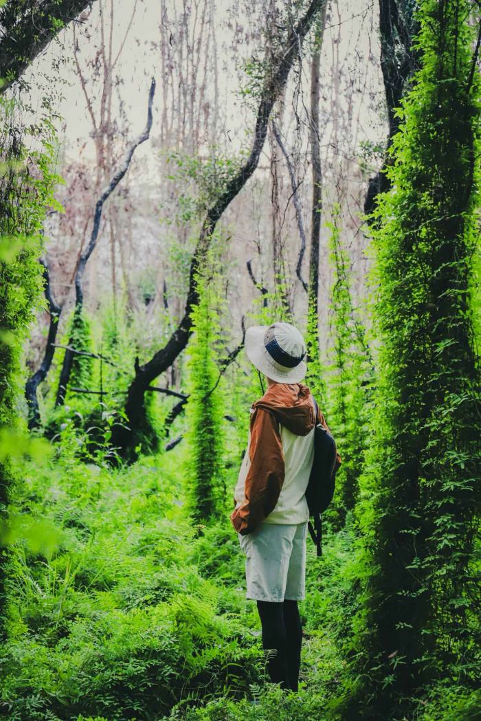 rừng tràm Cam Lâm lưu ý 