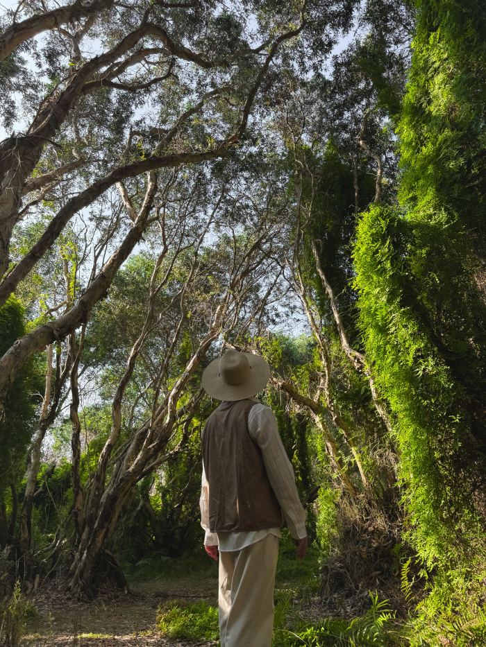 rừng tràm Cam Lâm mờ ảo