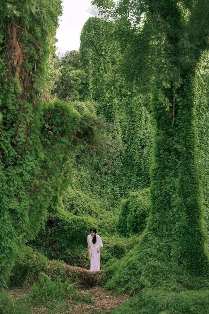 rừng tràm Cam Lâm đường đến