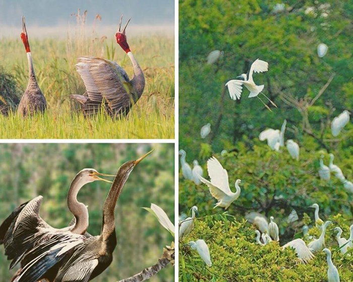 Khám phá Vườn chim Cà Mau - Sự đa dạng sinh thái