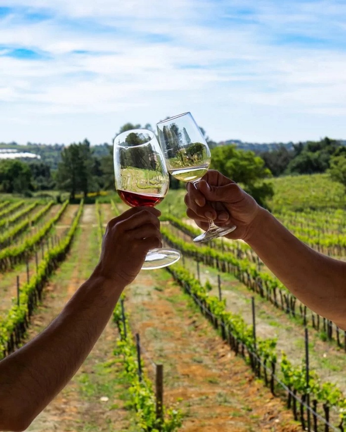 Vườn nho là hoạt động và điểm tham quan hàng đầu ở thành phố Algarve Bồ Đào Nha