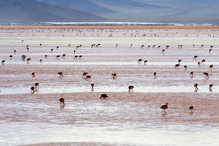 cánh đồng muối Salar de Uyuni 