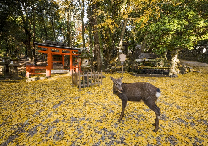 Click ngay vào bài nếu bạn đang tìm kiếm kinh nghiệm du lịch Nara Nhật Bản!