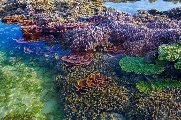 Be amazed at the beauty of Phu Yen's 'open-air' coral garden