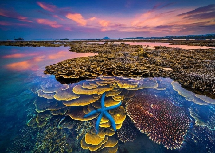 Ngẩn ngơ trước vẻ đẹp của vườn san hô ' lộ thiên' Phú Yên
