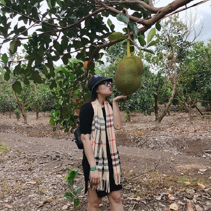 Mùa Du Lịch Vườn Trái Cây Long Khánh