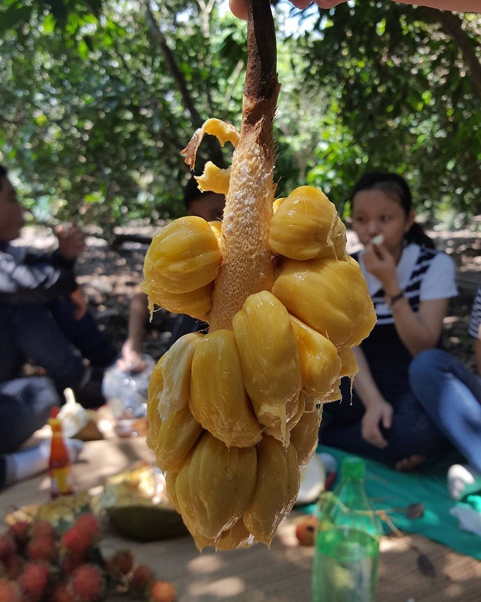 I do not want to go back to Trung An Cu Chi fruit garden