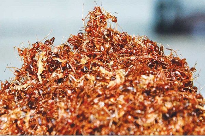 Canh chua kiến vàng Đắk Nông đặc sản