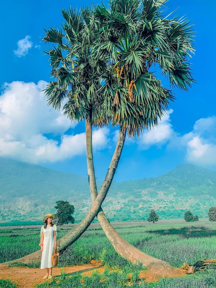 cánh đồng mênh mông - khung cảnh nên thơ tại cây thốt nốt tình yêu ở Tây Ninh