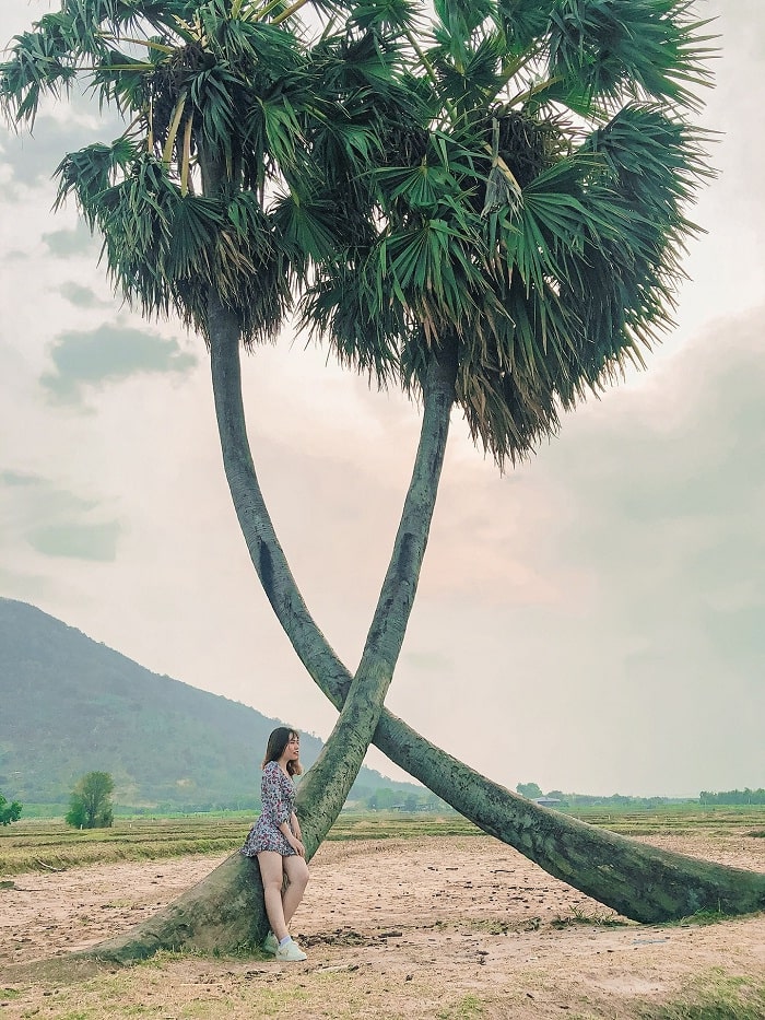 Nếu đến Tây Ninh, hãy đừng bỏ qua cảnh quan cây thốt nốt độc đáo tại đây. Cây thốt nốt với những đặc điểm riêng đã trở thành biểu tượng của vùng đất này. Hãy cùng xem hình để được ngắm nhìn chi tiết, đồng thời trải nghiệm cảm giác thú vị khi đến thăm Tây Ninh.