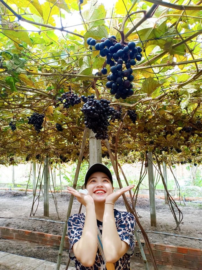 wrong grapes - the beauty of Tay Ninh Forest Vineyard 