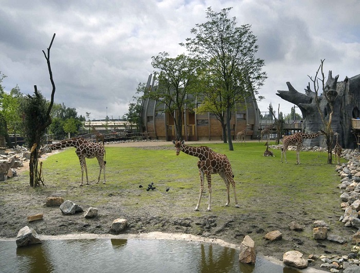 Địa điểm du lịch ở Rotterdam - Sở thú Rotterdam (Diergaarde Blijdorp)