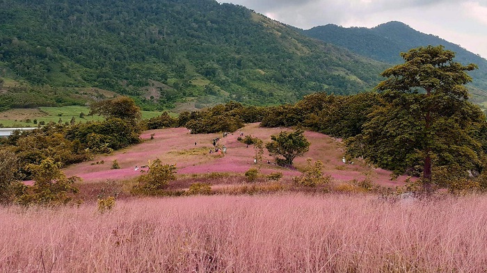 đồi cỏ hồng - điểm thu hút tại khu du lịch sinh thái M'Đrăk ở Đắk Lắk