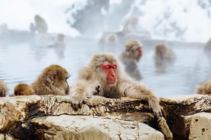 du lịch Nhật Bản tháng 1 - tham quan công viên khỉ Jigokudani