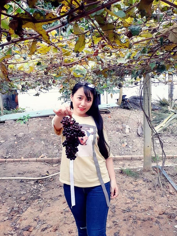 Grape picking - exciting activities at Tay Ninh Forest Vineyard 
