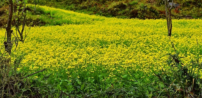 hoa cải - nét hấp dẫn của Thung lũng Haa 