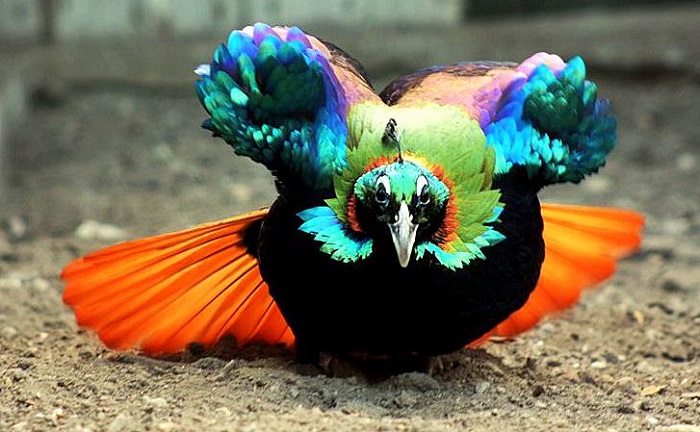 Sở hữu nhiều loài chim đa dạng - Lý do nên đi du lịch Nepal