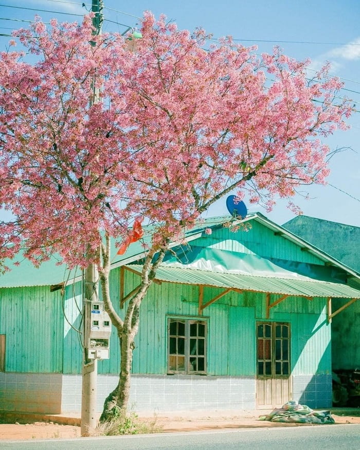 Tomorrow season, Da Lat cherry blossoms bloom on the porch