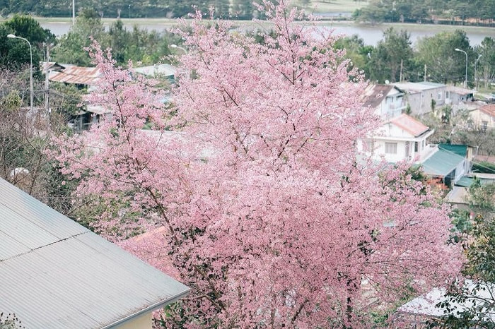 Tomorrow season, Dalat cherry blossoms like Phu Tang country